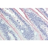 Immunohistochemistry - Anti-Intestinal Alkaline Phosphatase Antibody (A326257) - Antibodies.com