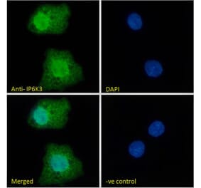 Immunofluorescence - Anti-IP6K3 Antibody (A326258) - Antibodies.com