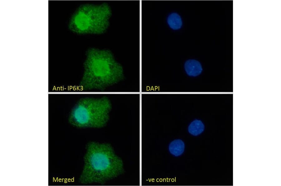 Immunofluorescence - Anti-IP6K3 Antibody (A326258) - Antibodies.com