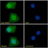 Immunofluorescence - Anti-IP6K3 Antibody (A326258) - Antibodies.com