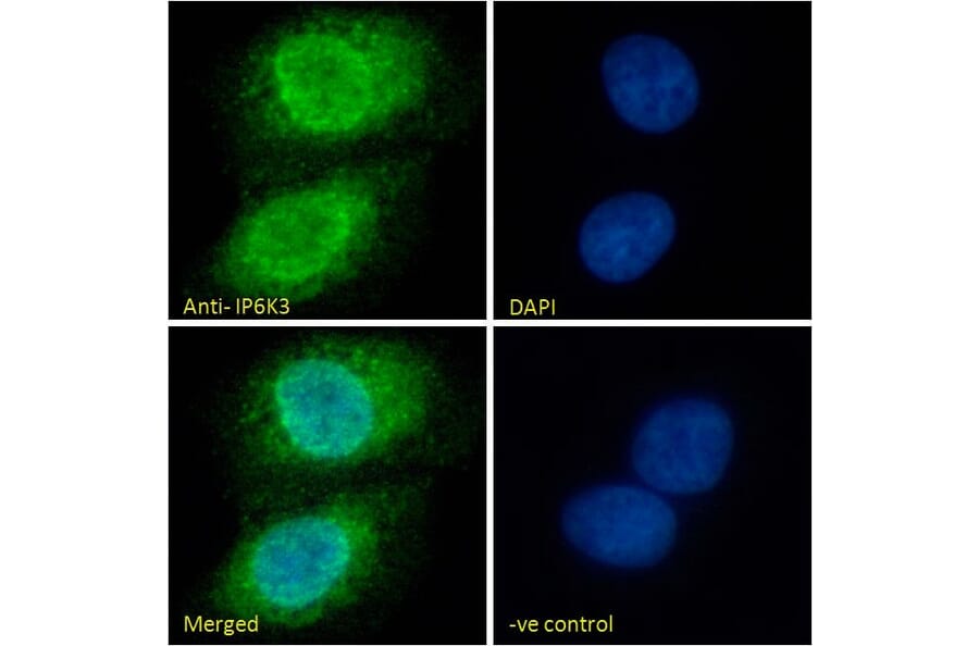 Immunofluorescence - Anti-IP6K3 Antibody (A326258) - Antibodies.com