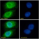 Immunofluorescence - Anti-IP6K3 Antibody (A326258) - Antibodies.com