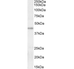 Western Blot - Anti-KLF2 Antibody (A326260) - Antibodies.com