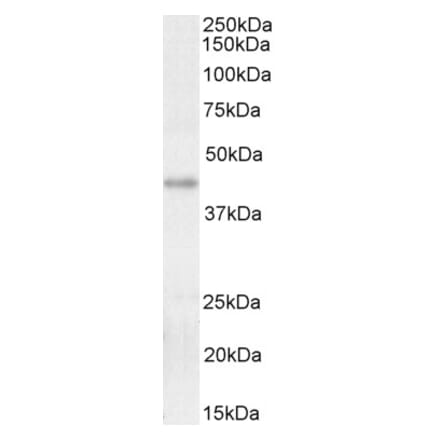 Western Blot - Anti-KLF2 Antibody (A326260) - Antibodies.com