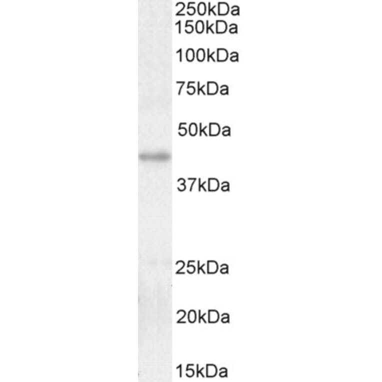 Western Blot - Anti-KLF2 Antibody (A326260) - Antibodies.com