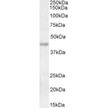 Western Blot - Anti-KLF2 Antibody (A326260) - Antibodies.com
