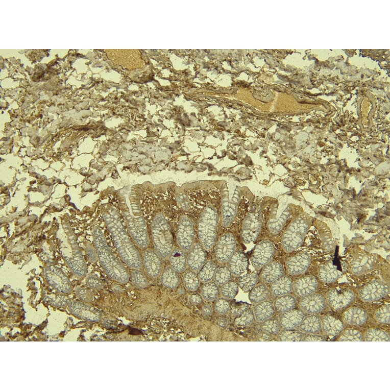 Immunohistochemistry - Anti-KLF2 Antibody (A326260) - Antibodies.com