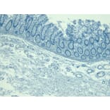 Immunohistochemistry - Anti-KLF2 Antibody (A326260) - Antibodies.com