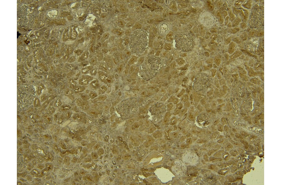 Immunohistochemistry - Anti-KLF2 Antibody (A326260) - Antibodies.com