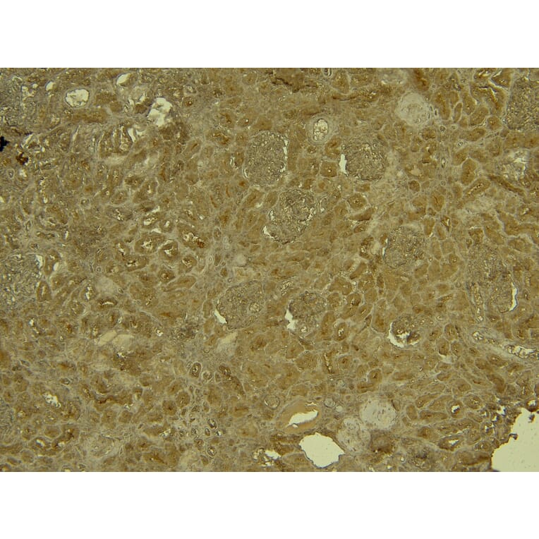 Immunohistochemistry - Anti-KLF2 Antibody (A326260) - Antibodies.com