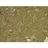 Immunohistochemistry - Anti-KLF2 Antibody (A326260) - Antibodies.com