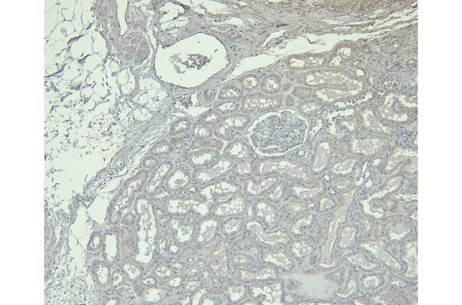 Immunohistochemistry - Anti-KLF2 Antibody (A326260) - Antibodies.com