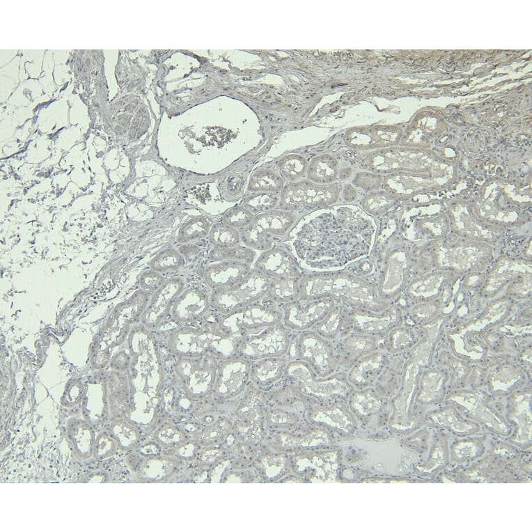 Immunohistochemistry - Anti-KLF2 Antibody (A326260) - Antibodies.com