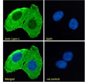 Immunofluorescence - Anti-Lipin 1 Antibody (A326261) - Antibodies.com