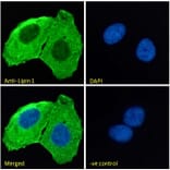 Immunofluorescence - Anti-Lipin 1 Antibody (A326261) - Antibodies.com