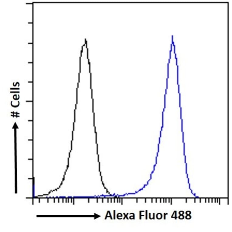 Flow Cytometry - Anti-Lipin 1 Antibody (A326261) - Antibodies.com