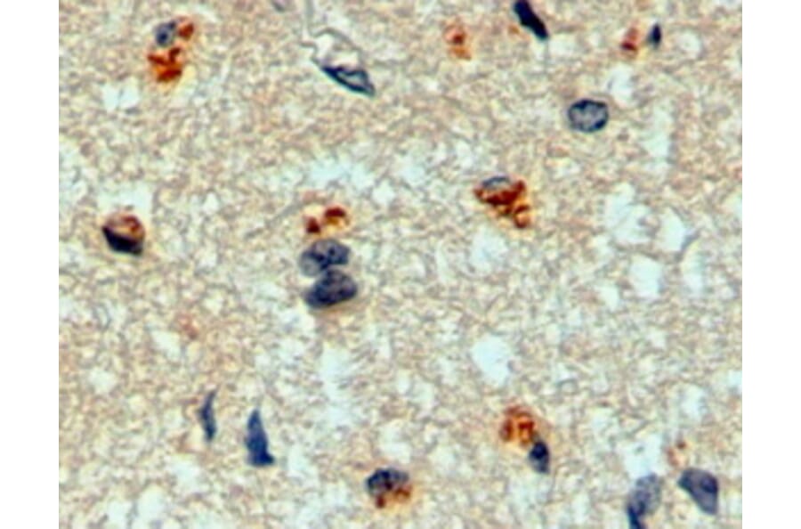 Immunohistochemistry - Anti-Manic Fringe Antibody (A326262) - Antibodies.com