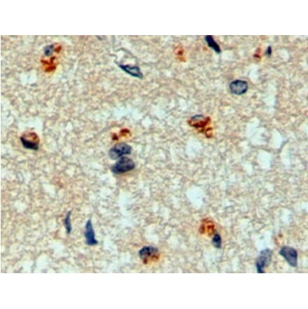 Immunohistochemistry - Anti-Manic Fringe Antibody (A326262) - Antibodies.com