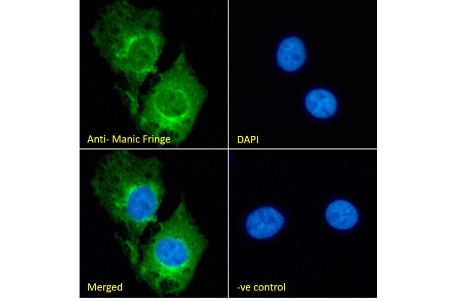 Immunofluorescence - Anti-Manic Fringe Antibody (A326262) - Antibodies.com