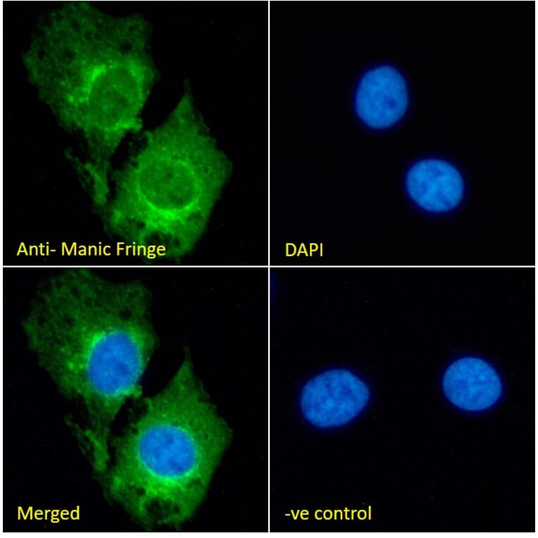 Immunofluorescence - Anti-Manic Fringe Antibody (A326262) - Antibodies.com