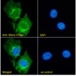 Immunofluorescence - Anti-Manic Fringe Antibody (A326262) - Antibodies.com