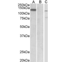 Western Blot - Anti-Mib1/Mindbomb Antibody (A326263) - Antibodies.com