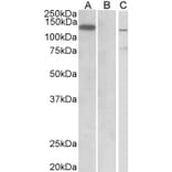 Western Blot - Anti-Mib1/Mindbomb Antibody (A326263) - Antibodies.com