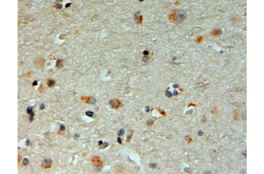 Immunohistochemistry - Anti-Mib1/Mindbomb Antibody (A326263) - Antibodies.com