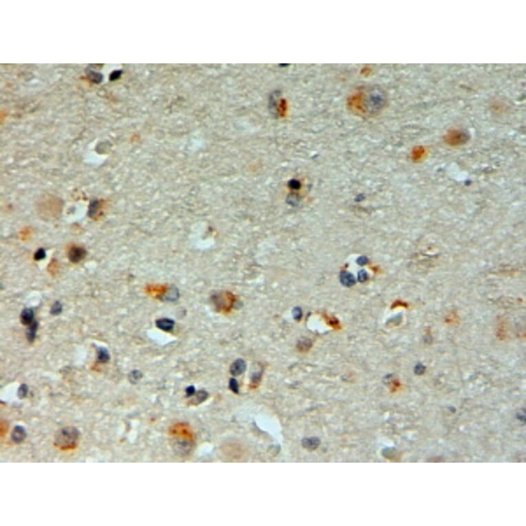 Immunohistochemistry - Anti-Mib1/Mindbomb Antibody (A326263) - Antibodies.com