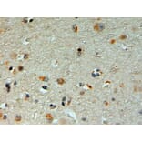 Immunohistochemistry - Anti-Mib1/Mindbomb Antibody (A326263) - Antibodies.com