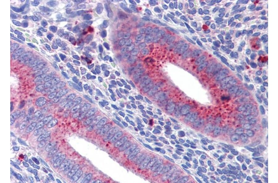 Immunohistochemistry - Anti-Mitofusin 1 Antibody (A326264) - Antibodies.com