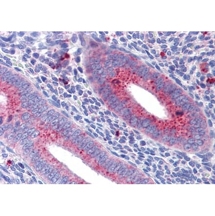 Immunohistochemistry - Anti-Mitofusin 1 Antibody (A326264) - Antibodies.com