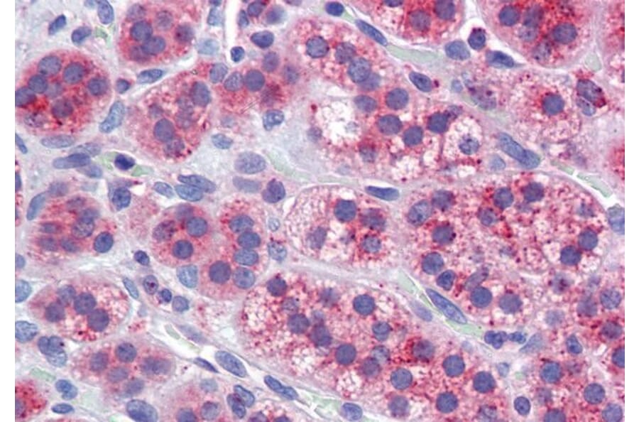 Immunohistochemistry - Anti-Mitofusin 1 Antibody (A326264) - Antibodies.com