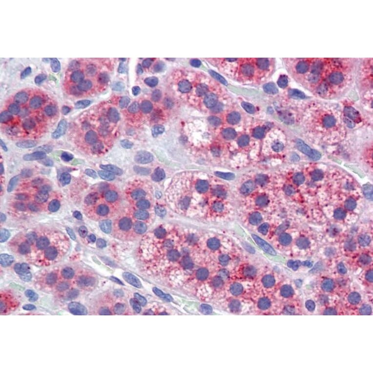 Immunohistochemistry - Anti-Mitofusin 1 Antibody (A326264) - Antibodies.com