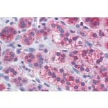 Immunohistochemistry - Anti-Mitofusin 1 Antibody (A326264) - Antibodies.com