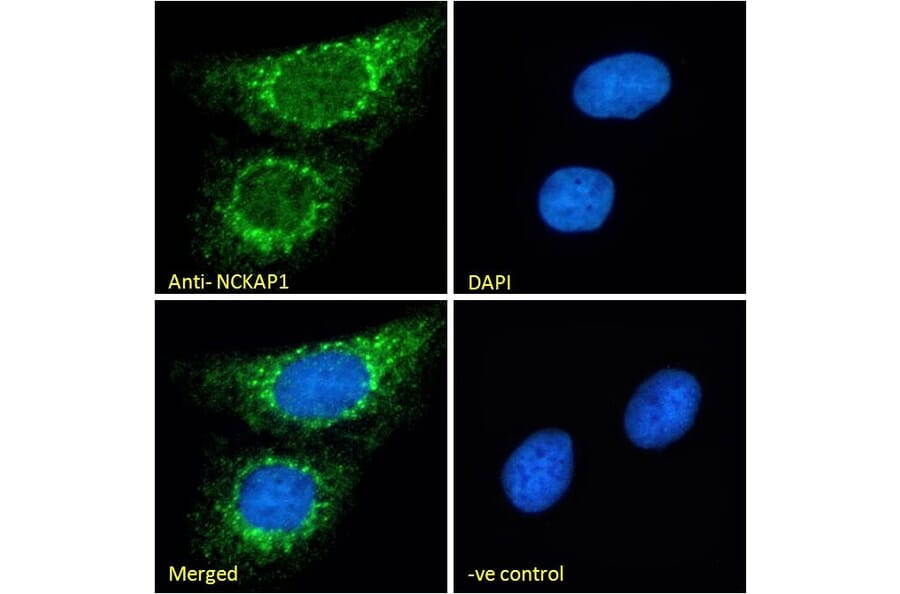Immunofluorescence - Anti-NCKAP1 Antibody (A326266) - Antibodies.com