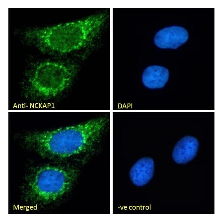 Immunofluorescence - Anti-NCKAP1 Antibody (A326266) - Antibodies.com