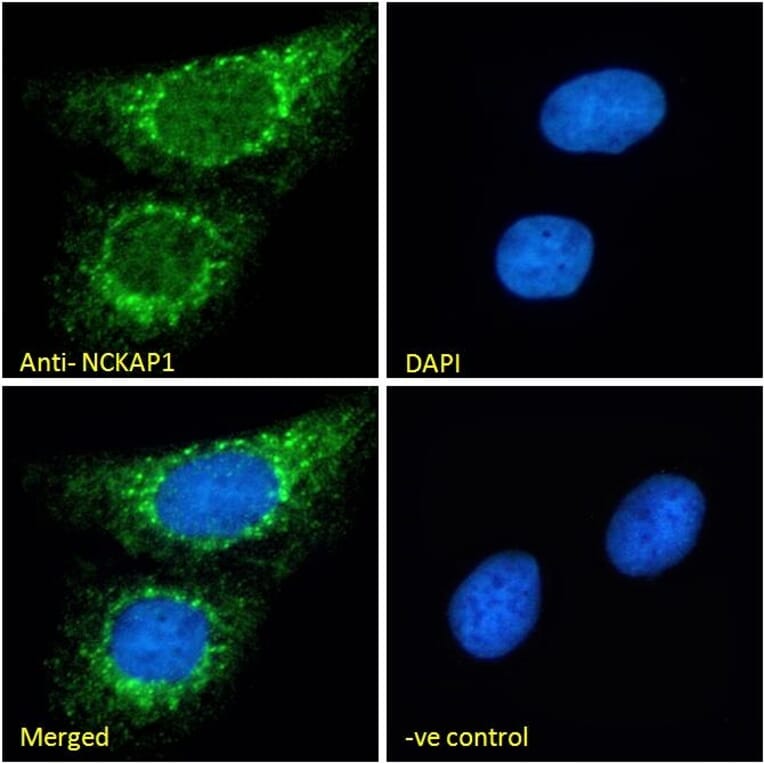 Immunofluorescence - Anti-NCKAP1 Antibody (A326266) - Antibodies.com