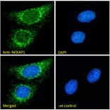 Immunofluorescence - Anti-NCKAP1 Antibody (A326266) - Antibodies.com