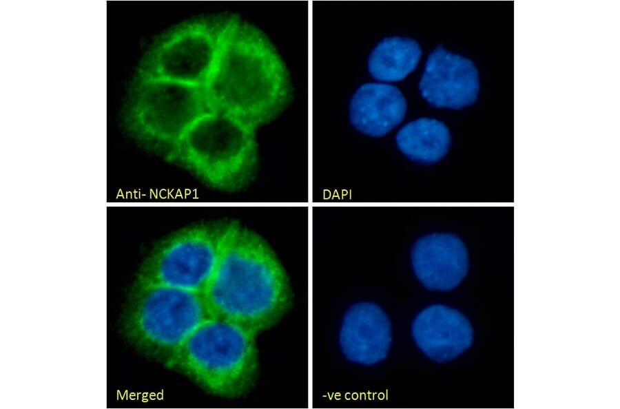 Immunofluorescence - Anti-NCKAP1 Antibody (A326266) - Antibodies.com
