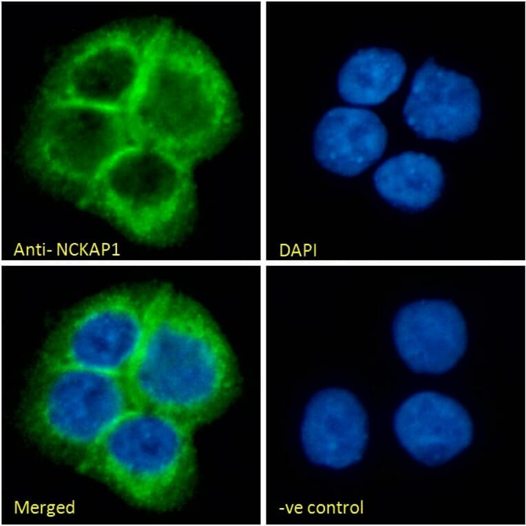 Immunofluorescence - Anti-NCKAP1 Antibody (A326266) - Antibodies.com