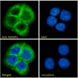 Immunofluorescence - Anti-NCKAP1 Antibody (A326266) - Antibodies.com