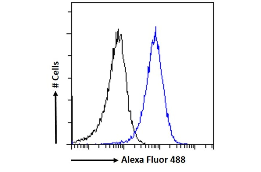 Flow Cytometry - Anti-NCKAP1 Antibody (A326266) - Antibodies.com