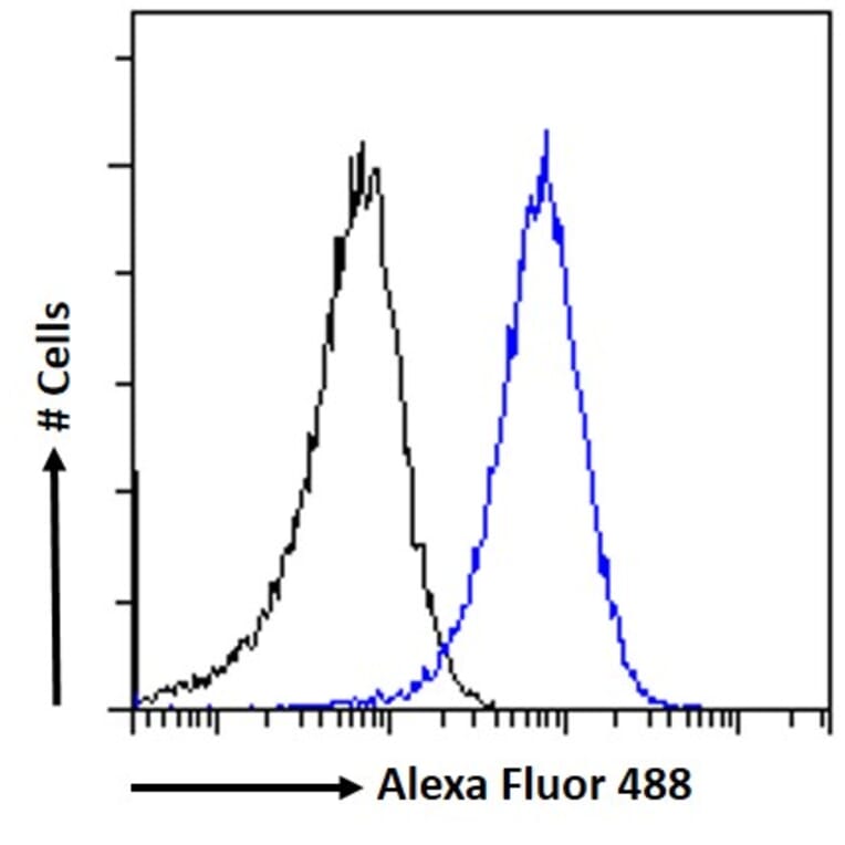 Flow Cytometry - Anti-NCKAP1 Antibody (A326266) - Antibodies.com