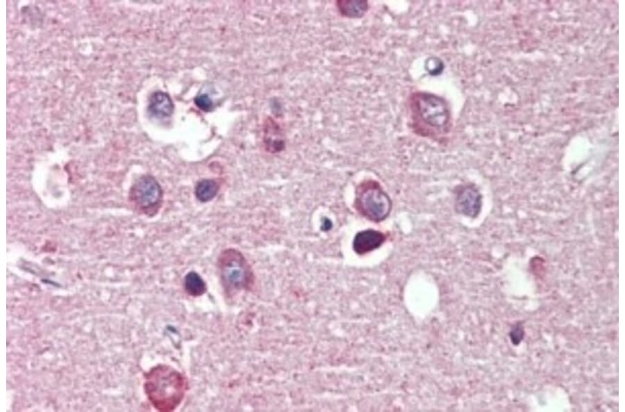 Immunohistochemistry - Anti-Nogo A Antibody (A326267) - Antibodies.com