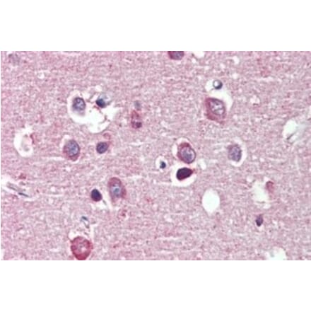 Immunohistochemistry - Anti-Nogo A Antibody (A326267) - Antibodies.com