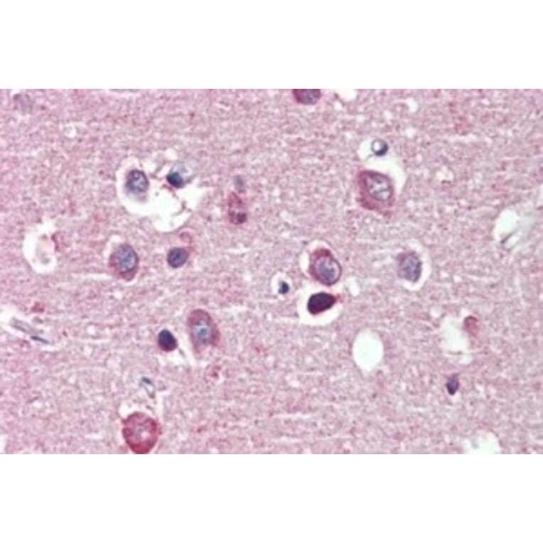 Immunohistochemistry - Anti-Nogo A Antibody (A326267) - Antibodies.com