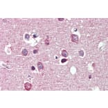 Immunohistochemistry - Anti-Nogo A Antibody (A326267) - Antibodies.com