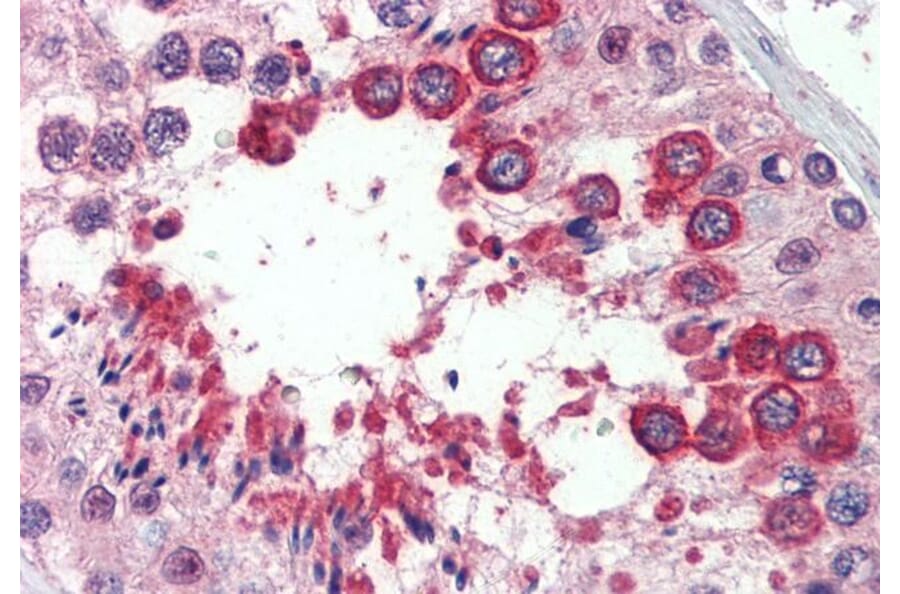 Immunohistochemistry - Anti-Nogo A Antibody (A326267) - Antibodies.com