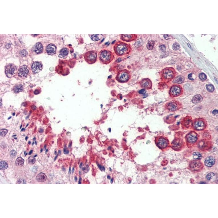 Immunohistochemistry - Anti-Nogo A Antibody (A326267) - Antibodies.com